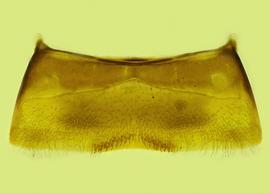   Anthidium aztecum  male, ventral view of fourth sternum (S4), photo from Gonzalez and Griswold 2013 
